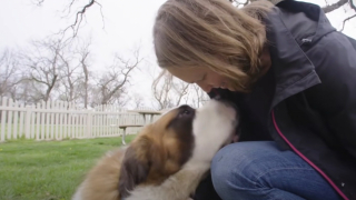 Illustration de l'article : Une femme traverse 1900 km en voiture pour adopter un Saint-Bernard laissé pour compte