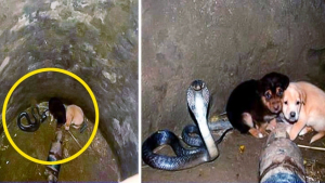 Illustration : "Deux chiots tombent dans un puits et se retrouvent face à un cobra, personne n'aurait pu imaginer la suite"