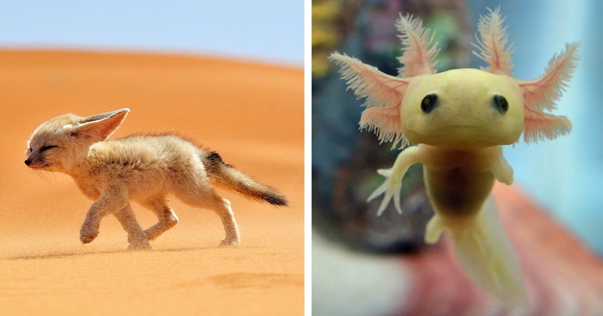40 Bebes Animaux Que Vous Ne Connaissez Pas Encore 40 Bebes Animaux Que Vous Ne Connaissez Pas Encore
