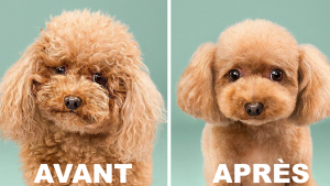 Illustration : "16 chiens photographiés avant et après une bonne coupe pour l'été !"