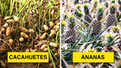 Illustration : 16 fruits et légumes que vous ne sauriez probablement pas reconnaître dans la nature 