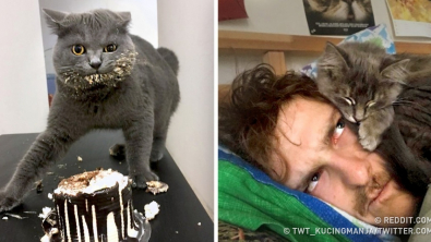Illustration : 15 images qui montrent à quel point la vie avec un chat peut parfois être compliquée