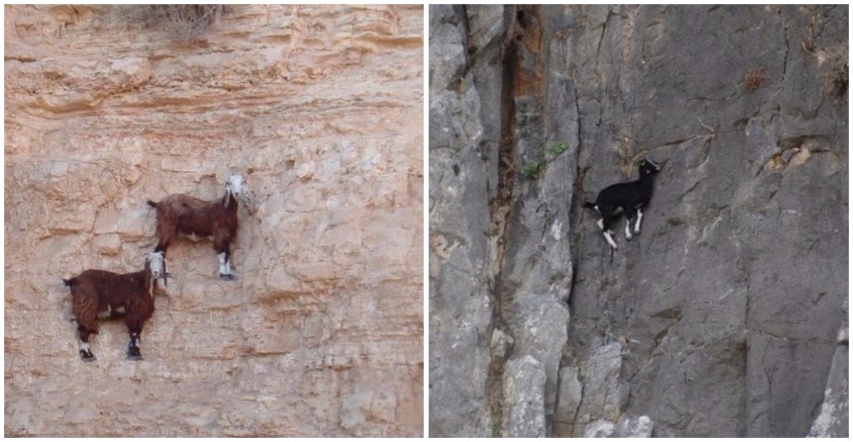 Animals With Absolutely Extraordinary Camouflage