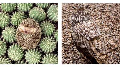 Illustration : "20 animaux au camouflage absolument extraordinaire"