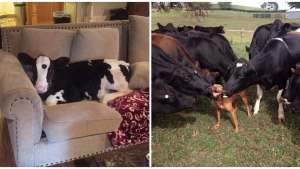 Illustration : "30 photos de vaches qui vous montreront qu’elles sont aussi dociles qu’un chien ou un chat"