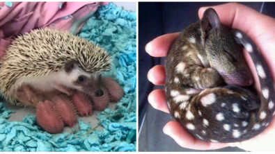 Illustration : "Sauriez-vous reconnaître à quelle espèce appartiennent ces 18 bébés animaux ?"