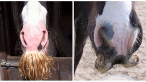 Illustration : "20 photos insolites de chevaux qui portent très bien la moustache"