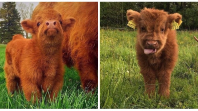Illustration : "20 photos de veaux qui vont vous faire fondre"