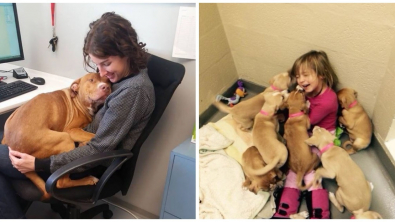 Illustration : 20 scènes cocasses de la vie quotidienne des refuges pour animaux