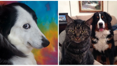 Illustration : Ces 18 animaux de compagnie aux attitudes humanisées