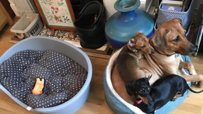 Illustration : Avoir plusieurs animaux c'est mieux qu’un seul comme le montrent ces 26 photos