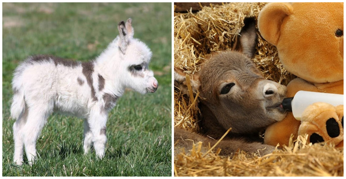 Avoir Images Ces 19 Bebes Anes Qui Font Craquer Le Net actualisé par
