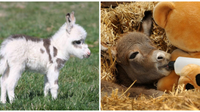 Illustration : Ces 19 bébés ânes qui font craquer le net