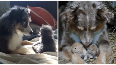 Illustration : Ces 20 photos craquantes de Berger Australien