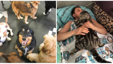 Illustration : Ces 18 animaux qui ont juré fidélité envers leurs maîtres