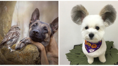 Illustration : Ces 18 photos d'animaux trop mignons