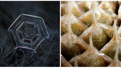 Illustration : La nature crée de merveilleuses œuvres d’art, comme le montrent ces 31 photos