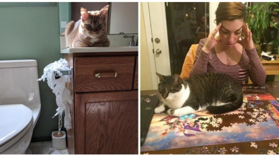 Illustration : Ces 20 animaux qui aiment faire des blagues