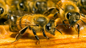 Illustration : "3 pesticides jugés dangereux pour les abeilles et interdits par l'UE"