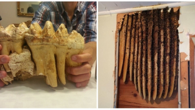 Illustration : Ces 18 photos qui ont surpris leur auteur