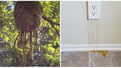 Illustration : Ces 24 photos de surprises rencontrées par des internautes