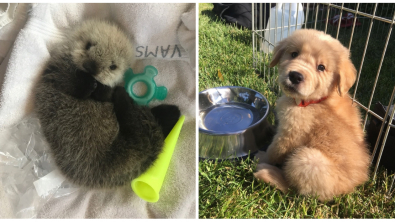 Illustration : Ces 19 photos d'animaux qui égayent et illuminent la journée