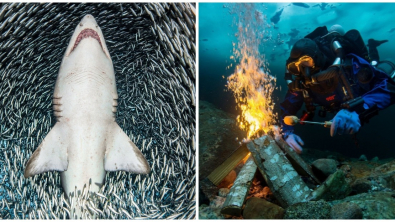 Illustration : Ces 20 photos prisées et récompensées des fonds marins en 2018