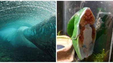 Illustration : Ces 25 photos de choses rarement vues en vrai