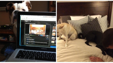 Illustration : Ces 13 photos qui montrent que les chats et les chiens peuvent aussi être jaloux