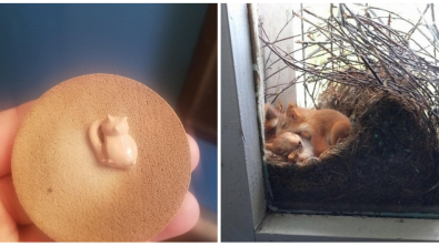 Illustration : Ces 18 photos de situations où la chance était au rendez-vous