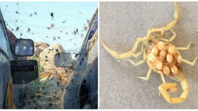 Illustration : Ces 15 photos de choses repoussantes et frissonnantes