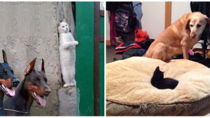 Illustration : "Ces 19 photos qui montrent que les chats sont tous assez fous"