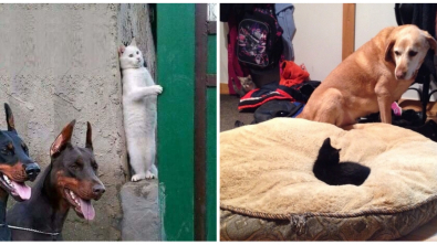 Illustration : Ces 19 photos qui montrent que les chats sont tous assez fous