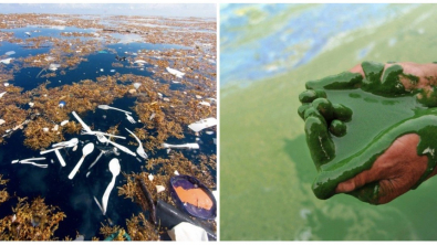 Illustration : Ces 15 photos qui montrent que l'on doit agir contre la pollution