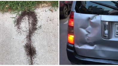 Illustration : Ces 21 photos de découvertes et de situations rarement vues