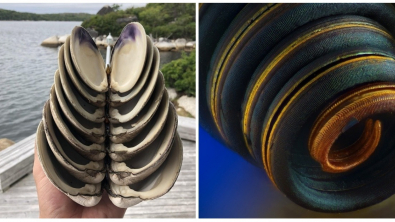 Illustration : Ces 18 objets ou êtres vivants assez rares pour être observés