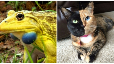 Illustration : Ces 24 animaux à la couleur et aux caractéristiques particulières