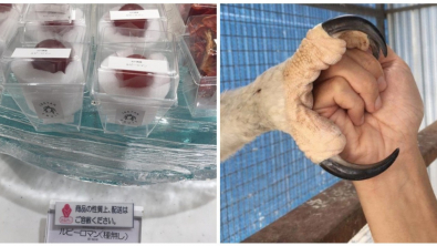 Illustration : Ces 21 photos qui montrent qu'on peut toujours découvrir de nouvelles choses