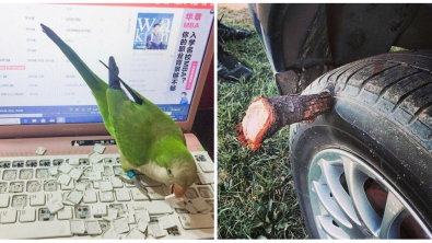 Illustration : Ces 21 photos qui réclament un peu d'empathie