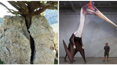 Illustration : Ces 21 photos de faits ou de curiosités rares