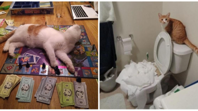 Illustration : Ces 26 animaux qui aiment faire des bêtises