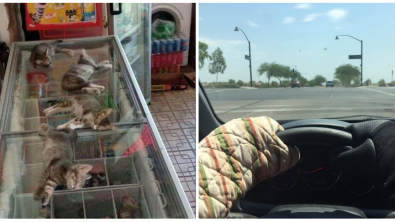 Illustration : Ces 15 photos qui rappellent la chaleur écrasante de l'été