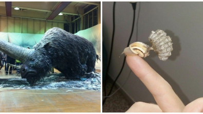 Illustration : Ces 17 photos qui montrent que le monde offre chaque jour de nouvelles découvertes