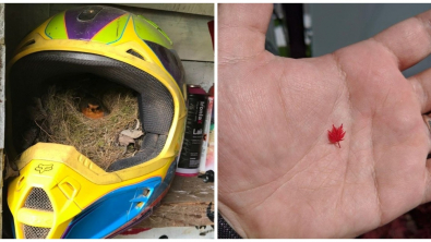 Illustration : Ces 20 internautes qui ont partagé leurs découvertes sur Internet