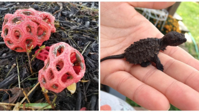 Illustration : Ces 18 photos qui illustrent les originalités de la nature