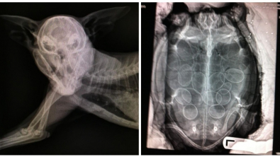 Illustration : Ces 14 imageries de rayons X qui permettent de voir certaines parties cachées