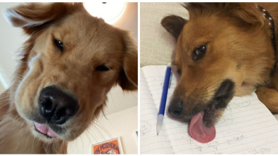 Illustration : Ces 17 photos de chiens et de chats qui veulent attirer l'attention