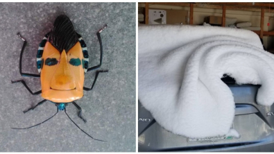 Illustration : Ces 19 fois où la nature a innové avec créativité