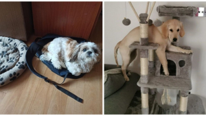 Illustration : "Ces 15 photos de chiens qui se prennent pour des chats"