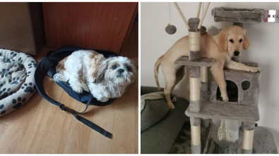 Illustration : Ces 15 photos de chiens qui se prennent pour des chats